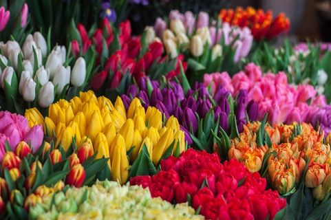 美丽郁金香鲜花图片 美丽郁金香鲜花图片