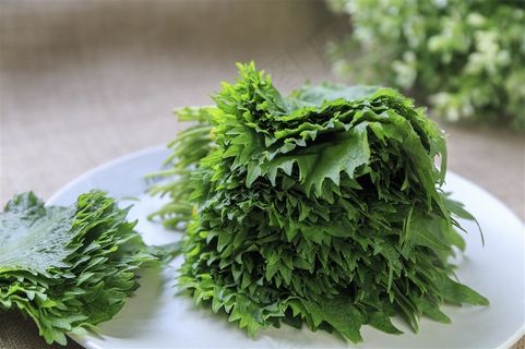 漂亮的紫苏素材摄影