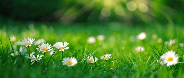 夏至夏天向阳菊花草地立夏小暑摄影图(1680x720)