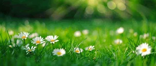 夏至夏天向阳菊花草地立夏小暑摄影图