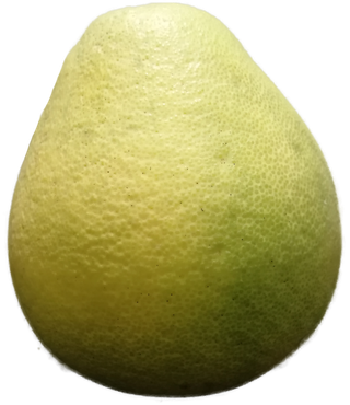 红心蜜柚沙田柚柚子水果绿色农产品免抠实拍摄影元素素材