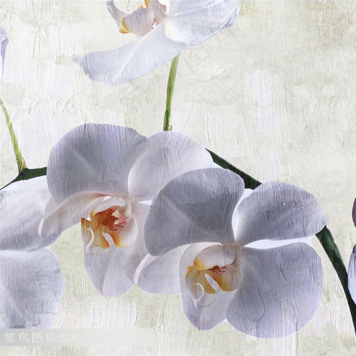 花朵装饰画设计素材