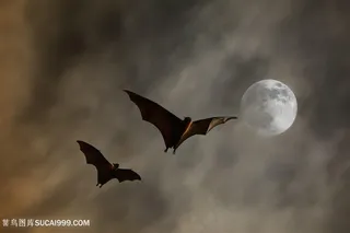 夜幕与飞翔的蝙蝠动物高清图片