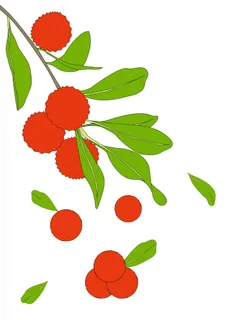简约风杨梅背景图画册