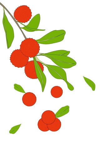 简约风杨梅背景图画册