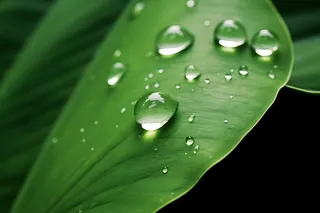 树叶露珠水滴抓拍摄影图