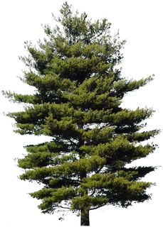 高清树木素材 免抠PSD植物素材 美术绘画园林贴图 树草灌木花草