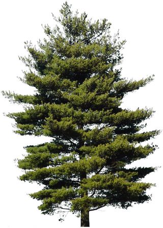 高清树木素材 免抠PSD植物素材 美术绘画园林贴图 树草灌木花草