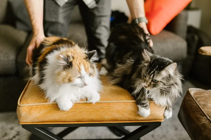 可爱猫咪猫猫摄影素材