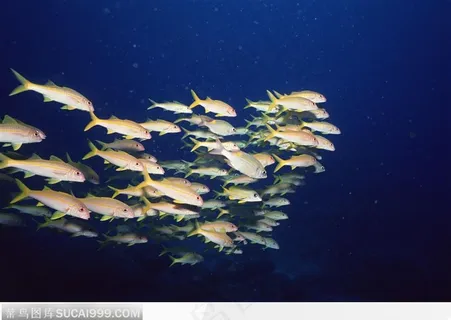成群的热带鱼