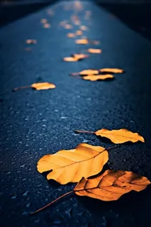 蓝色大气秋叶简约背景