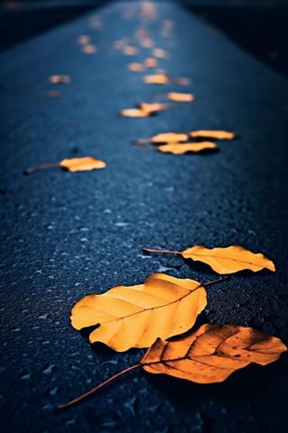 蓝色大气秋叶简约背景