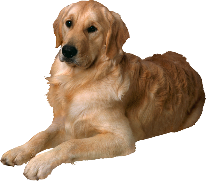 狗狗 秋田犬