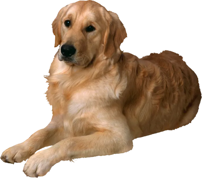 狗狗 秋田犬
