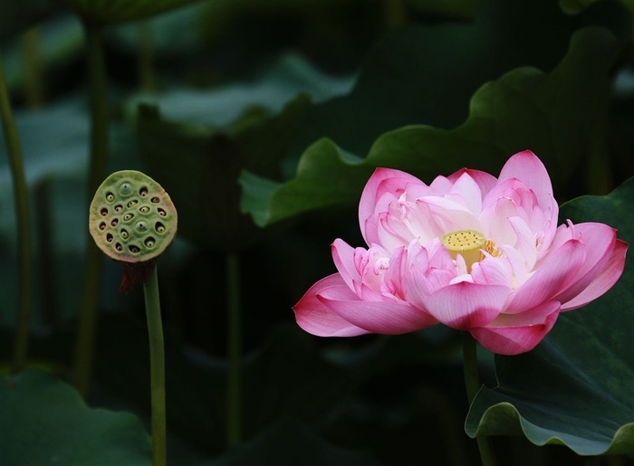 鲜花系列池塘荷花高清素材