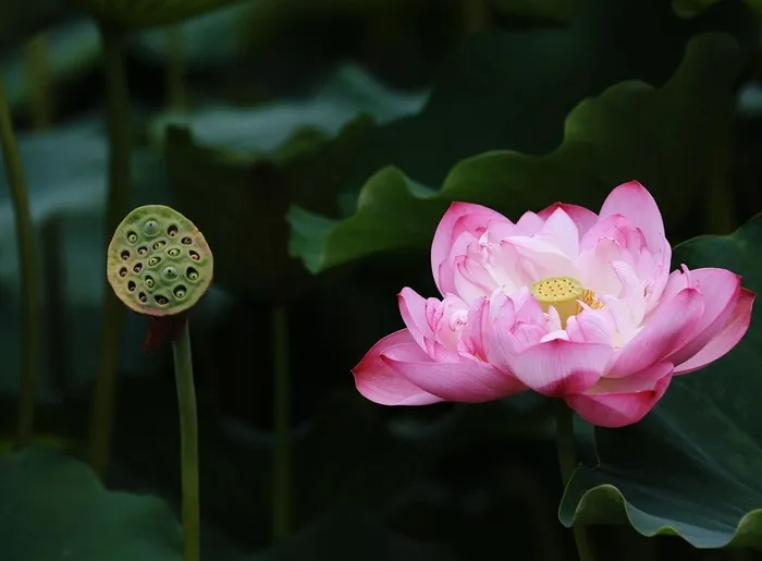 鲜花系列池塘荷花高清素材