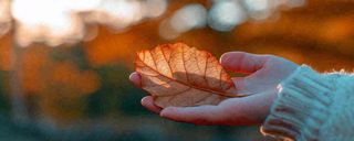 秋天手拿秋叶落日光照，温馨特写，立秋秋分摄影图