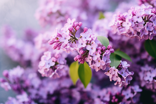 紫色小花树枝花海摄影图