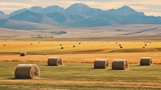 秋天的田地里的堆满了草垛摄影图