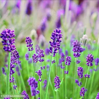 唯美薰衣草唯美花卉图片