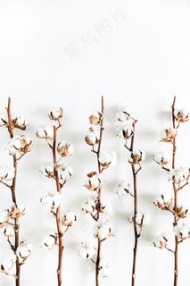 白色木棉花简约背景