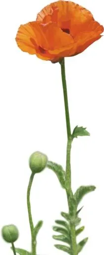 罂粟花 PNG免抠(1971x4801)
