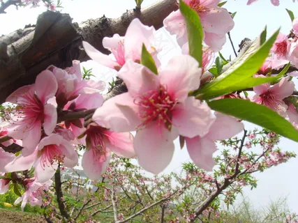 桃花盛开素材图片下载 桃花盛开素材图片下载