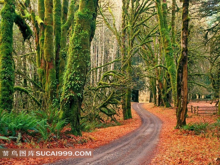唯美雨林中小路