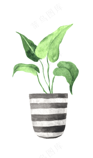 水彩插画-植物31