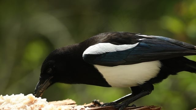 鸟, 鹊, 食物, 马槽, 动物, 自然