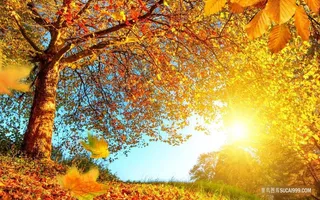 秋天唯美背景桌面壁纸