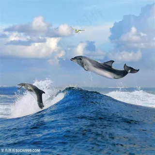 蓝天下的海豚图片
