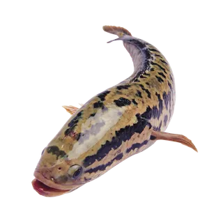 鱼类(95) 海鲜超市商品红酒白底图免抠实物摄影png格式图片透明底