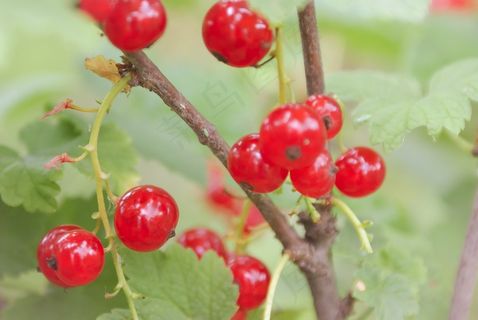 诱人红浆果摄影图片