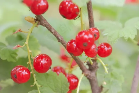 诱人红浆果摄影图片 诱人红浆果摄影图片