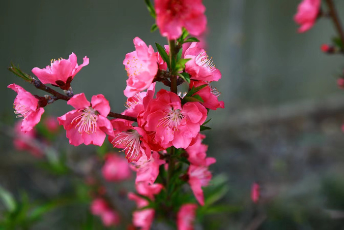 粉色桃花特写图