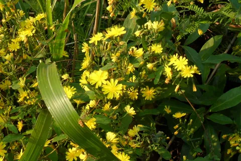 高清菊花素材图片下载 高清菊花素材图片下载