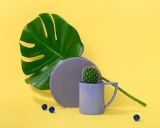 绿色仙人掌仙人球摄影素材