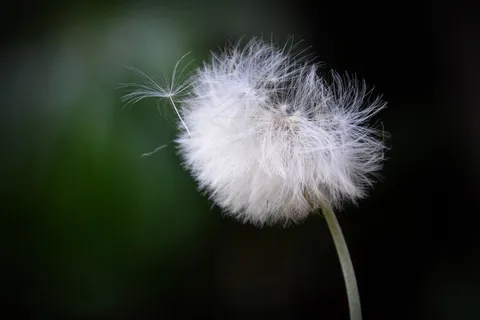 白色蒲公英凋谢图片 白色蒲公英凋谢图片