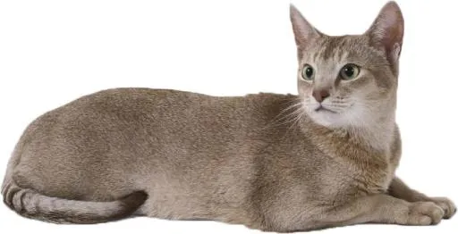 猫铺设 PNG免抠(726x372)