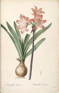 高清原版雷杜德花草图谱