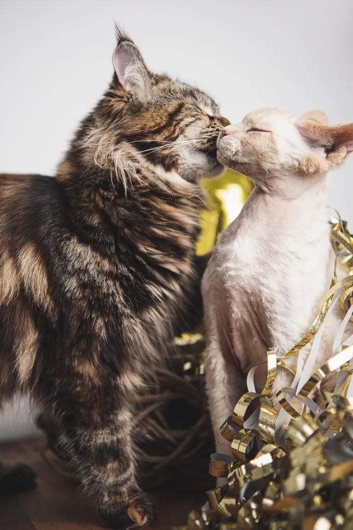 可爱猫猫图片