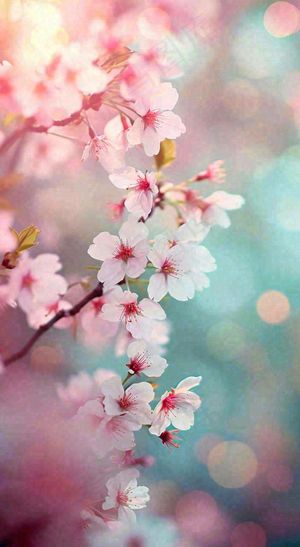 绚丽浪漫粉白色樱花花朵，惊蛰立春摄影图