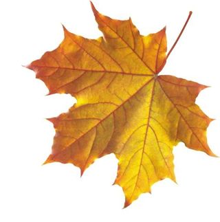 秋天 PNG 叶子免抠