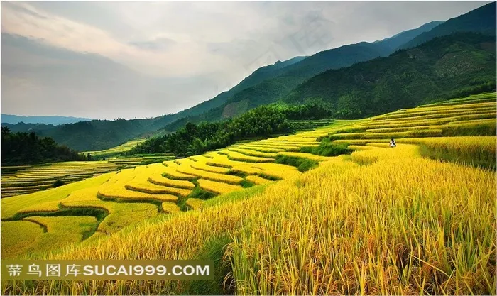 秋季山坡水稻梯田摄影高清图片