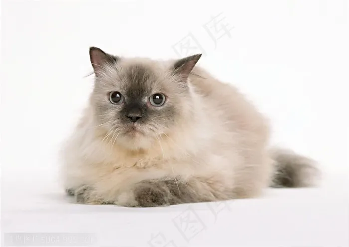 可爱猫咪-趴着的肥猫