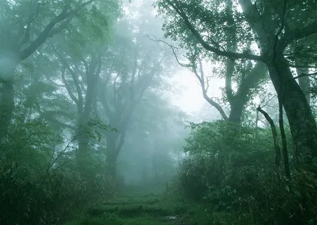 森林的树缝穿过的光景观摄影图片 森林的树缝穿过的光景观摄影图片