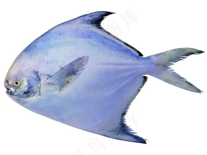 海洋鱼类图片 海洋鱼类图片