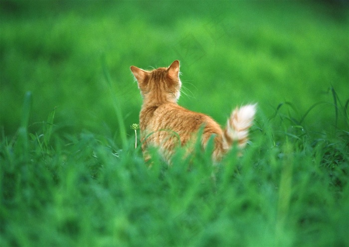 猫家禽家畜美图素材