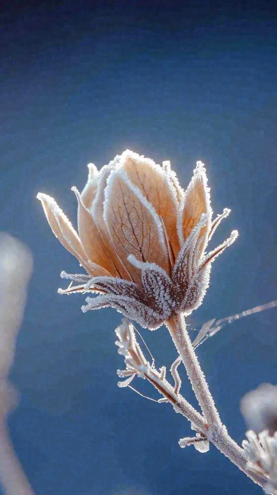 冬天白霜覆盖的植物立冬霜降小雪大雪冬至摄影图(816x1456)